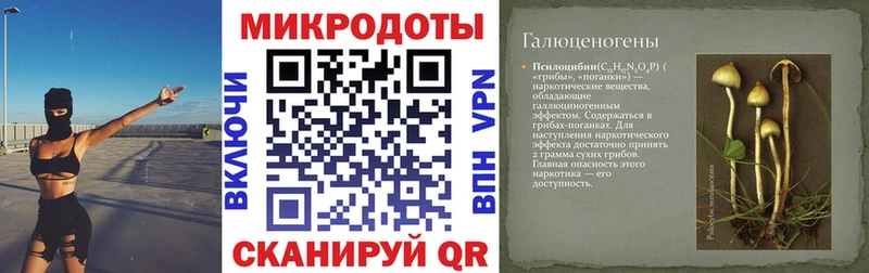 Псилоцибиновые грибы Psilocybe  Великий Устюг 